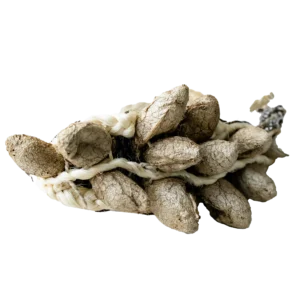 Zulu Seed ankle shakers